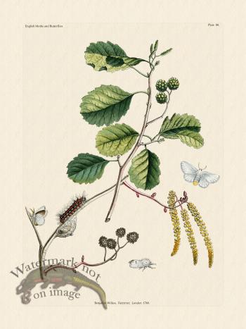 Wilkes Butterflies 088